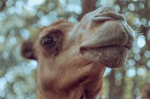 鹈鹕队录像 NBA常规赛 对战vs湖人队回放 2026年03月04日 比赛视频完整直播回看