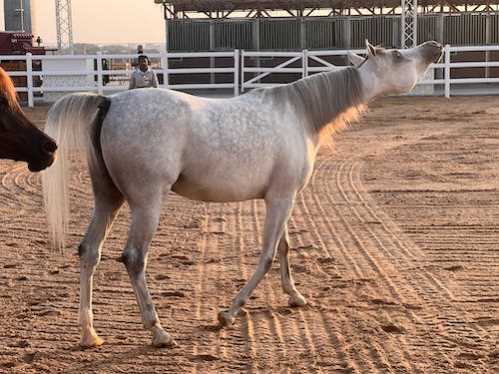 MLB职棒4支3加单场双响炮道奇新秀季后赛炸裂成队史第1人