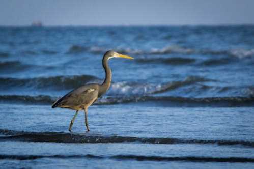 NBA字母哥有可能被交易吗？美媒曝公鹿被询价时的反应