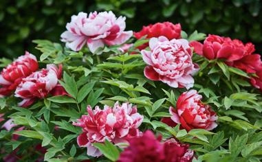 安赛龙队录像 马来西亚羽毛球男单半决赛 对战vs乔纳坦队回放 2022年07月02日 21:15:43比赛视频完整直播回看