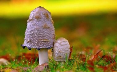 森林狼队录像 NBA常规赛 对战vs雷霆队回放 2026年03月16日 比赛视频完整直播回看