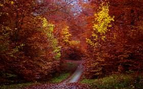 网球最后的三巨头！乔科维奇逆转19岁新星勇闯上海4强